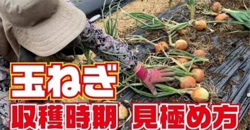 玉ねぎ収穫時期の見極め方 玉ねぎ 育て方 収穫見極め 栽培 収穫 井上寅雄農園 井上隆太朗 Note