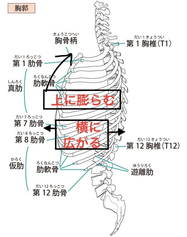 胸郭　解剖