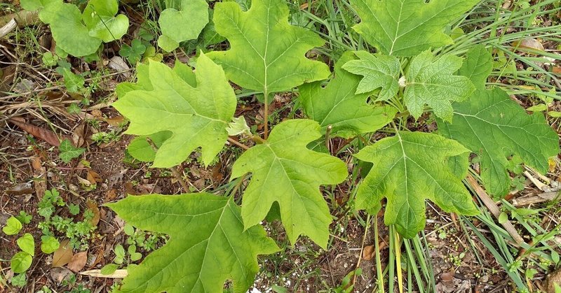 柏葉紫陽花 挿し木 240tukiko Note