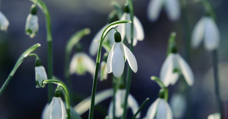 オフィーリア ノート 13 実村 文 Theatre Unit Sala Note