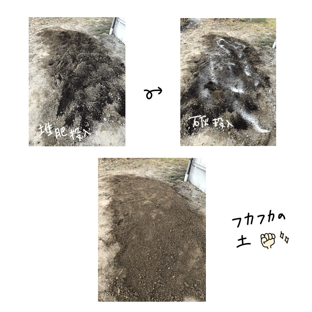 ひまわり観察日記 バレンタイン Shabe Note