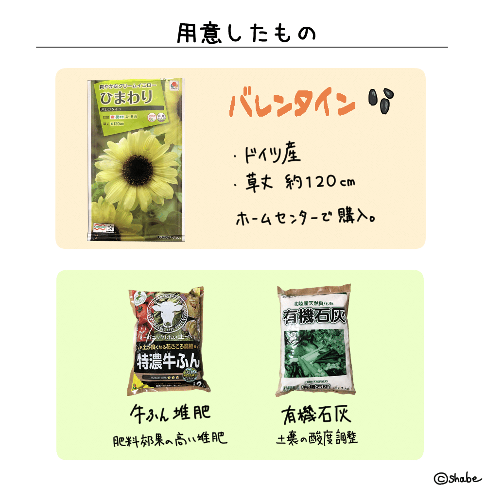 ひまわり観察日記 バレンタイン Shabe Note