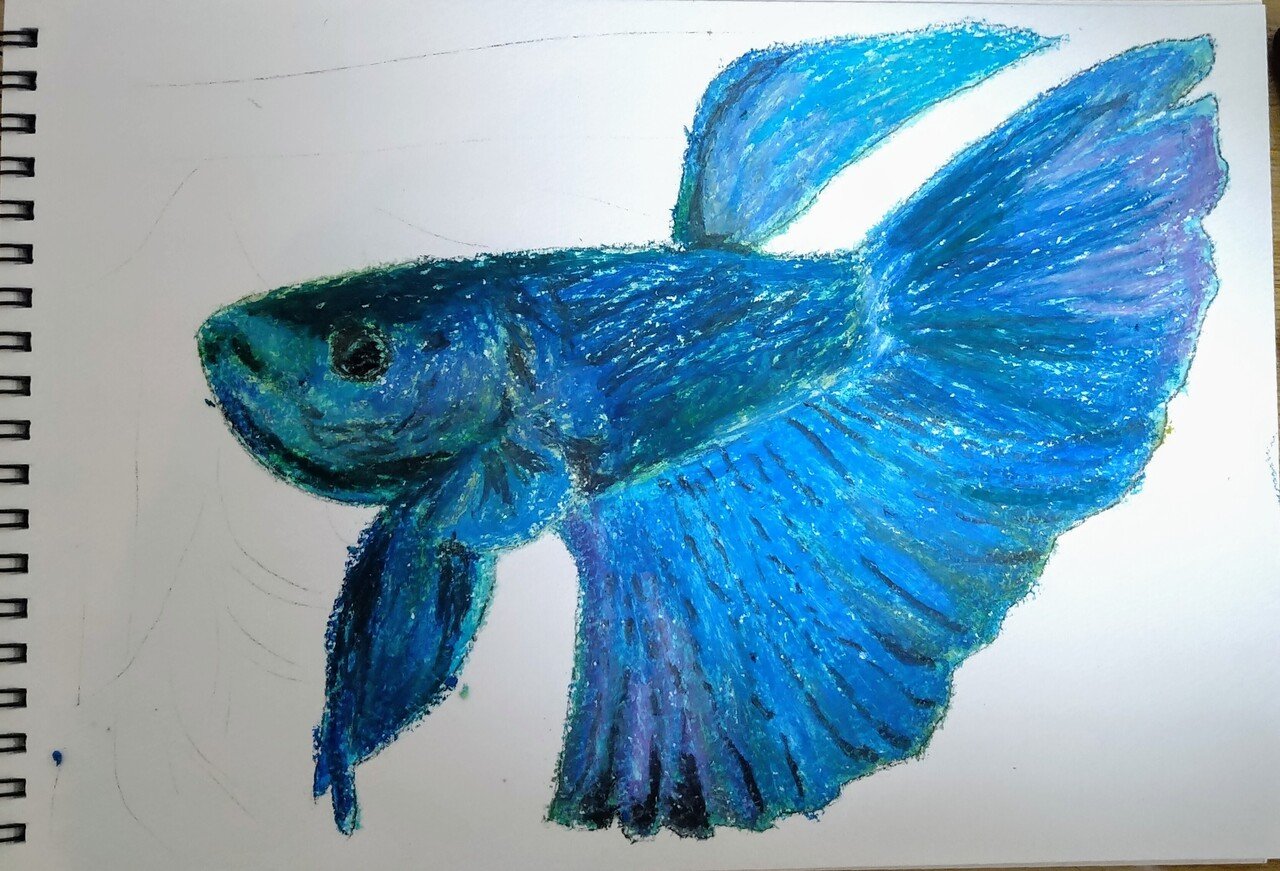 熱帯魚 のベタをクレパスで描きました！｜はやの みほ