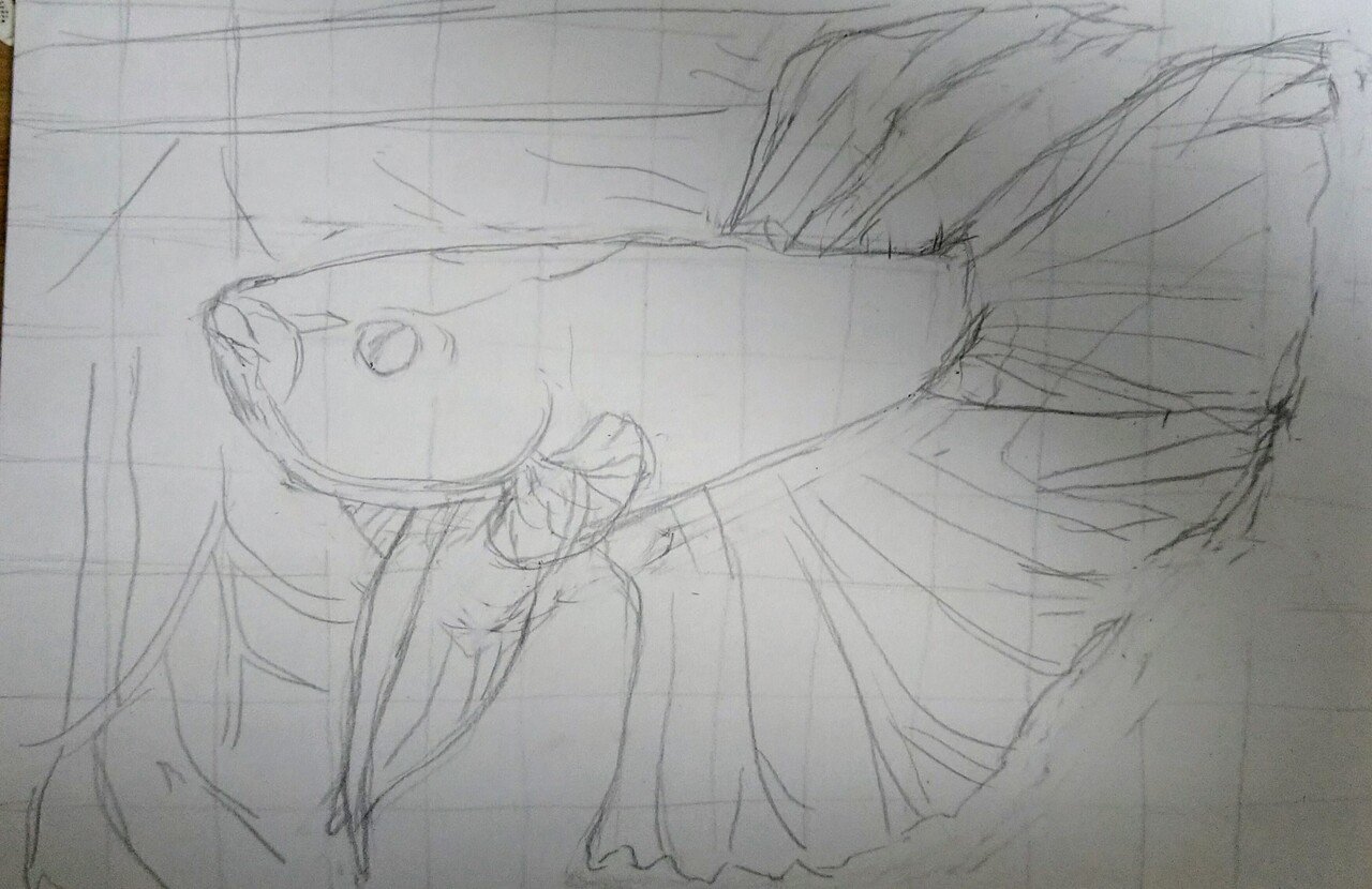 熱帯魚 のベタをクレパスで描きました！｜はやの みほ