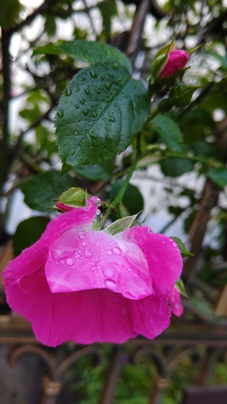 雨露と薔薇🌹
朝５時過ぎ陽が昇り始めたころ、近所の学校の垣根に咲く薔薇をパシャリしました！ハサミでパチンして持って帰りたい衝動に駆られながら........😝🐰🐳