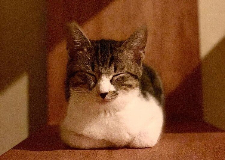 保護猫との生活スタート 警戒心がとけない猫と はじめの1ヶ月で工夫したこと よーだ 忙しい人のための健康メモ Note 保護猫との生活スタート 警戒心がとけない猫と はじめの1ヶ月で工夫したこと よーだ 忙しい人のための健康メモ Note