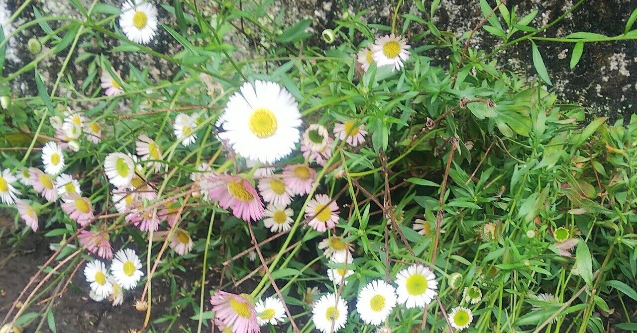 ペラペラヨメナ｜あおはくたき