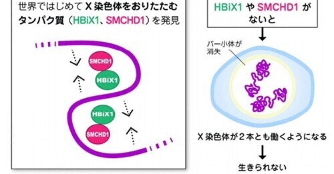 皮膚症状 の新着タグ記事一覧 Note つくる つながる とどける