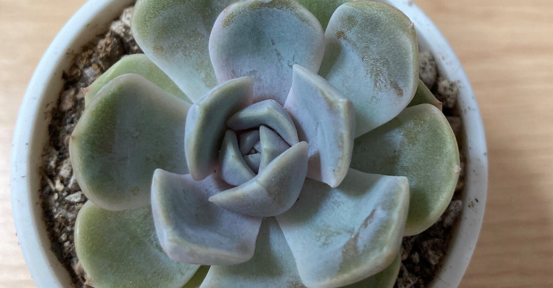 Top【選抜株】多肉植物　19410 タイニー　バーガー錦24個 鉢無し/脱土 Top【選抜株】多肉植物 19410 タイニー バーガー錦24個 鉢無し/脱土