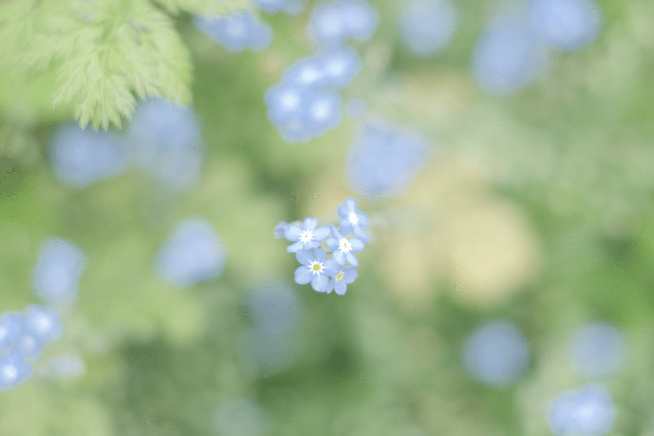 忘れないで きょん Note 忘れないで きょん Note