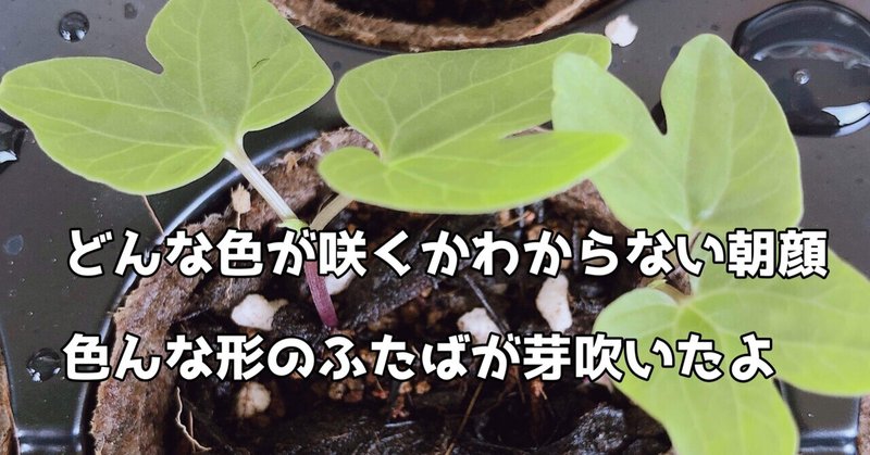 どんな朝顔咲くのかな Mix朝顔の種の個性ある双葉たち ぺこりのねいろ Note どんな朝顔咲くのかな Mix朝顔の種の個性ある双葉たち ぺこりのねいろ Note
