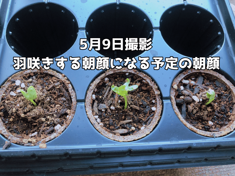 どんな朝顔咲くのかな Mix朝顔の種の個性ある双葉たち ぺこりのねいろ Note