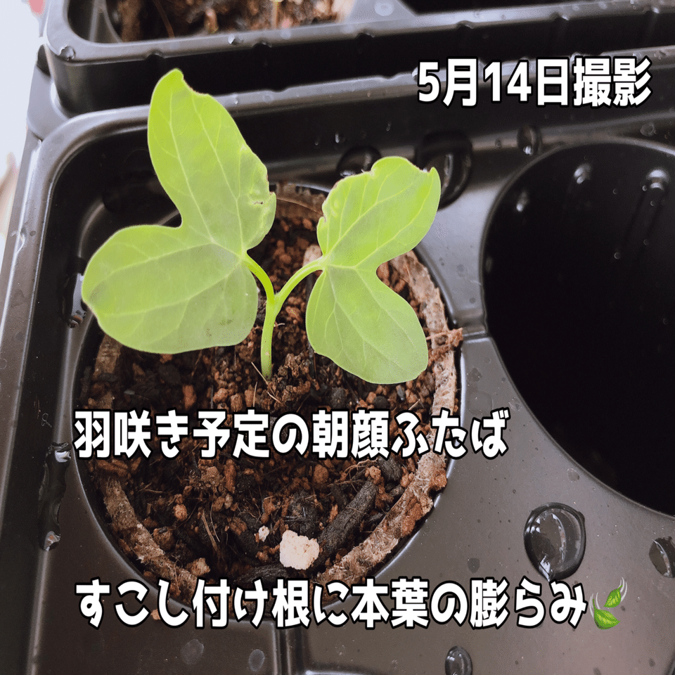 どんな朝顔咲くのかな Mix朝顔の種の個性ある双葉たち ぺこりのねいろ Note