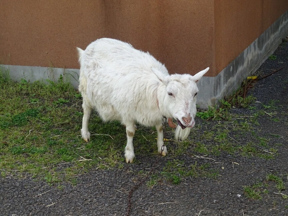 画像43