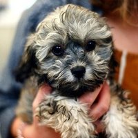 西川文二 犬のしつけ革命の評判や内容は 動画あり Sakusaku Note