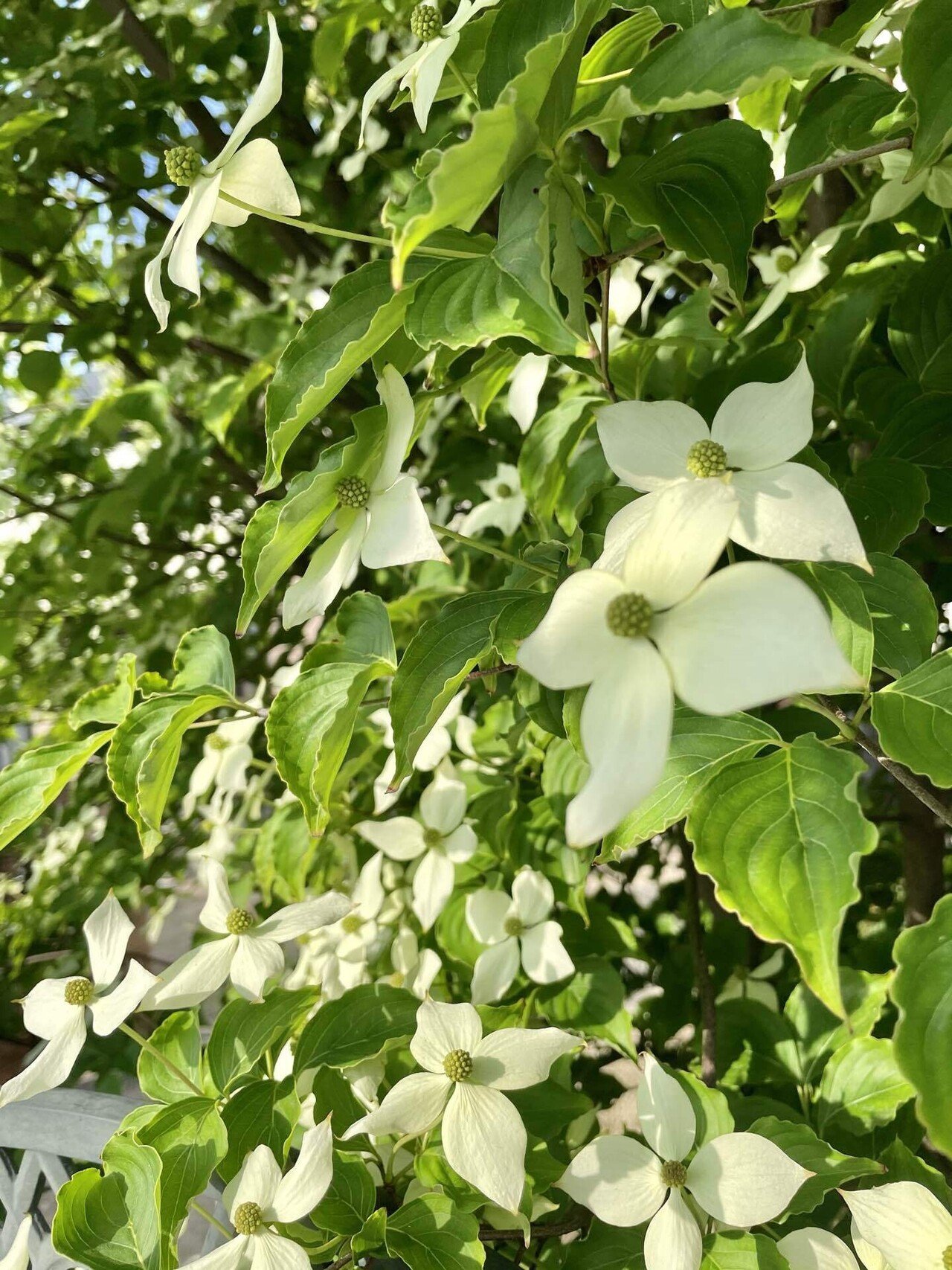 ヤマボウシ 花言葉 友情 Lune Note ヤマボウシ 花言葉 友情 Lune Note