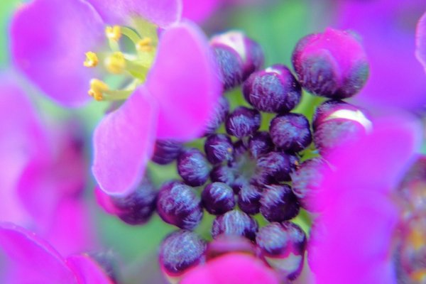 アリッサムの別名庭なずな庭薺花言葉は美しさを超えた価値素直 F Trend Title Note Com の定番タグ記事一覧 Note つくる つながる とどける アリッサムの別名庭なずな庭薺花言葉は美しさを超えた価値素直 F Trend Title Note Com の定番タグ記事一覧 Note つくる つながる とどける