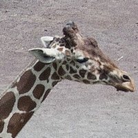 アウトドアベテランのつもりが実はド素人 花岡実太 Note