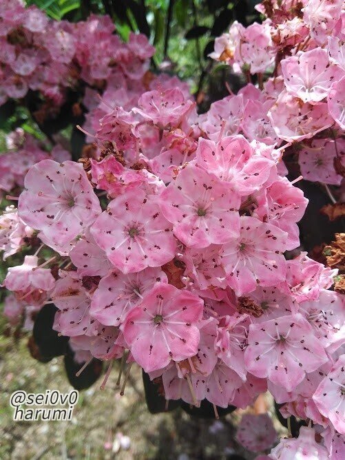 カルミア セイとはるみの電子図鑑 Note