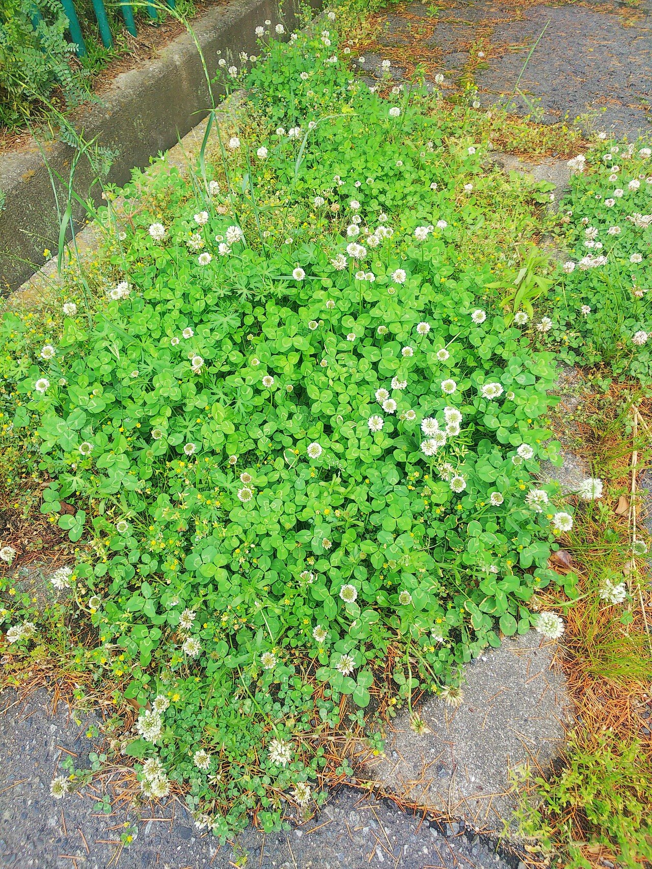 花「忘れないで・・・約束」シロツメクサ ホワイトクローバー🍀 シロツメクサの花言葉は『幸運』『約束