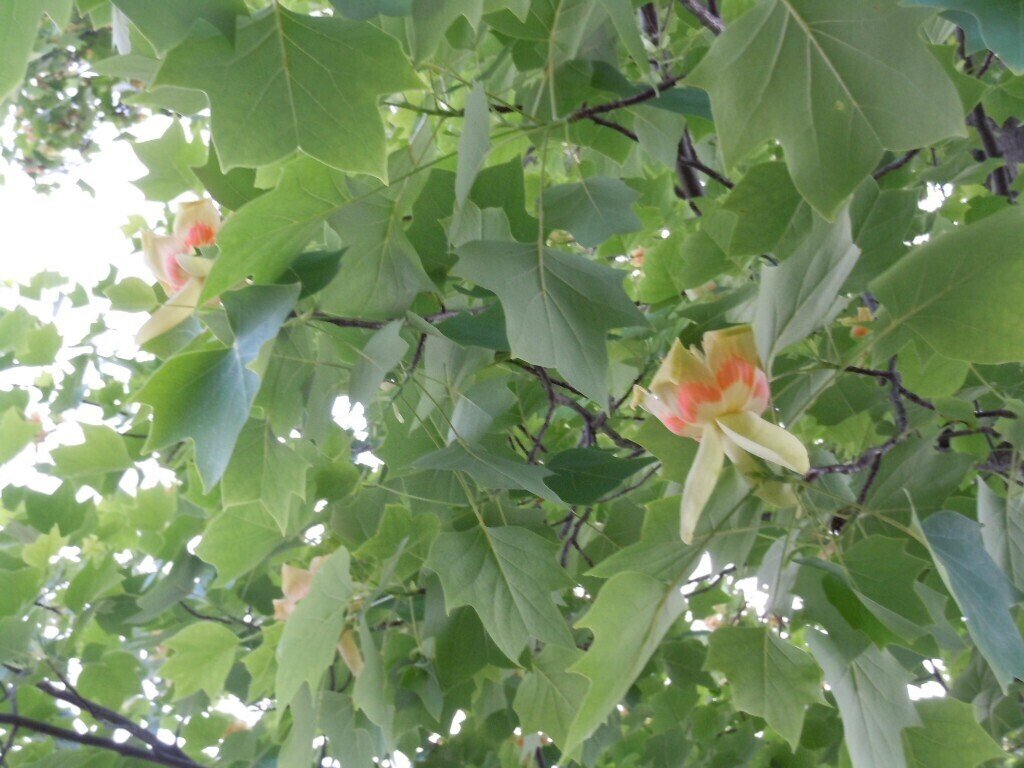 この花なに パンドラ Note