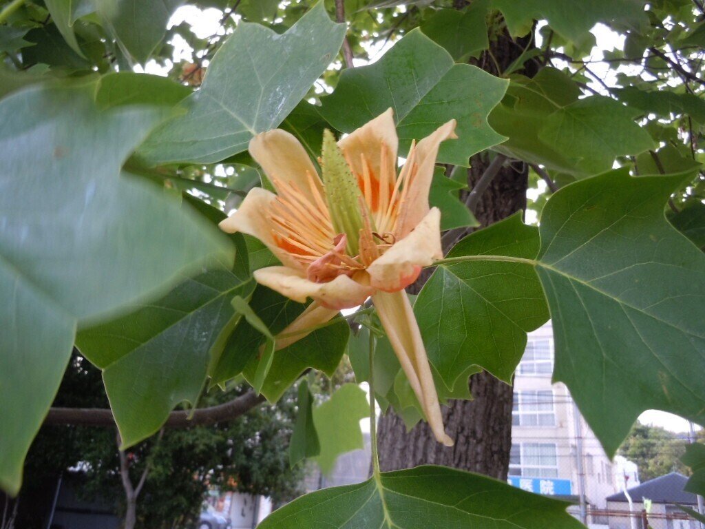 この花なに パンドラ Note