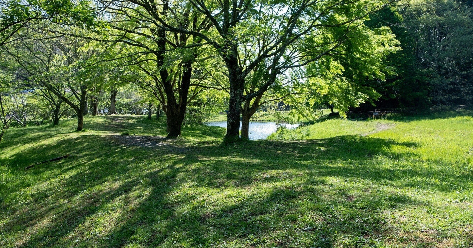 この花なに パンドラ Note