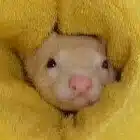 せーぶるまいか