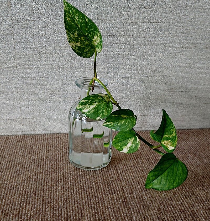 部屋に置き去りの観葉植物 ポトス日記 Small World Note 部屋に置き去りの観葉植物 ポトス日記 Small World Note