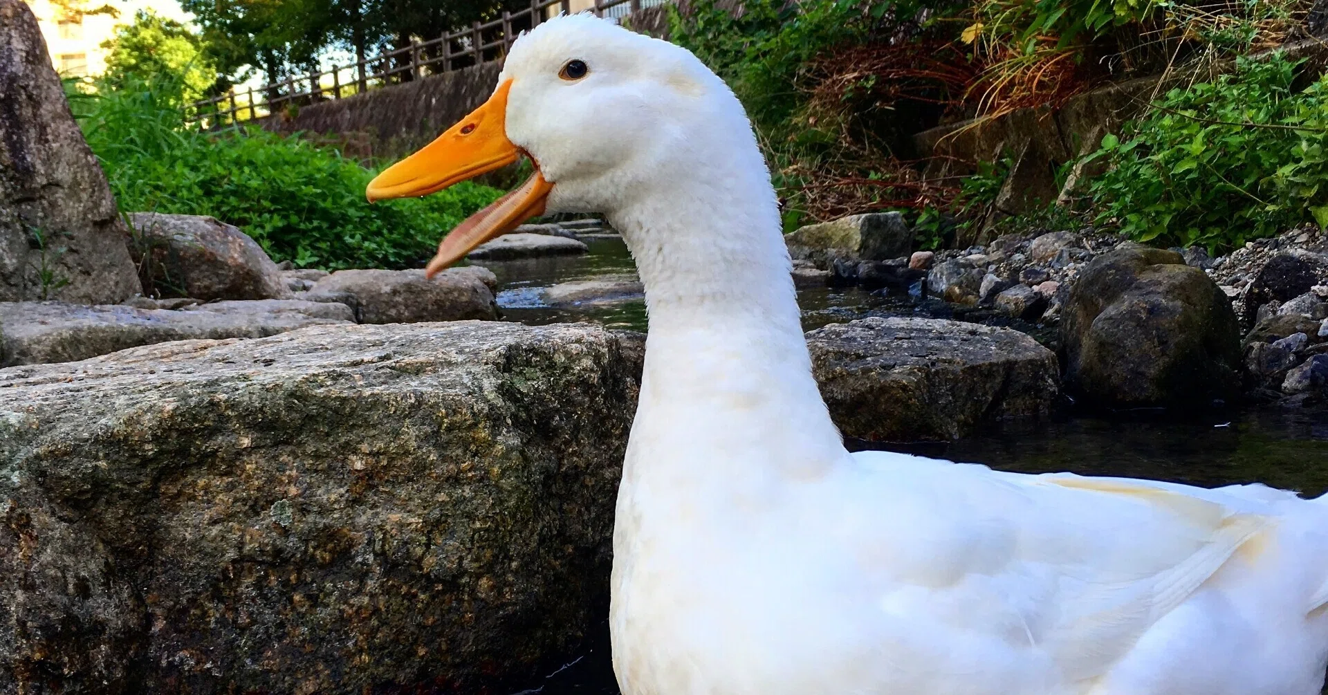 あひるって飼えるんですね・・・｜久村俊一 あひるの自然飼育レポート