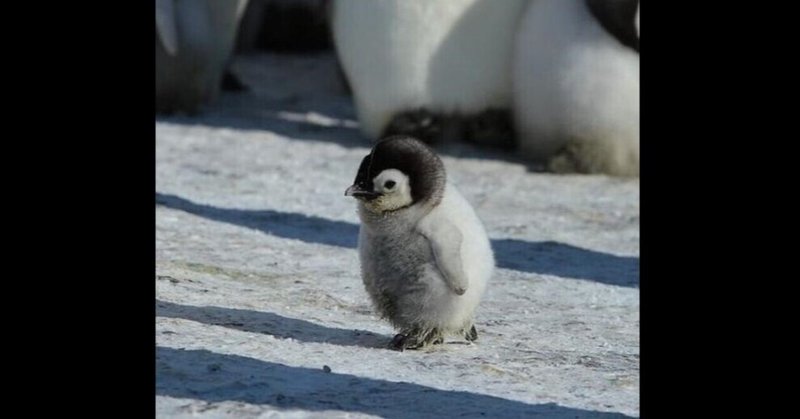 ペンギンの口の中死ぬほど気持ち悪いんだけど 見るんじゃなかった の新着タグ記事一覧 Note つくる つながる とどける ペンギンの口の中死ぬほど気持ち悪いんだけど 見るんじゃなかった の新着タグ記事一覧 Note つくる つながる とどける