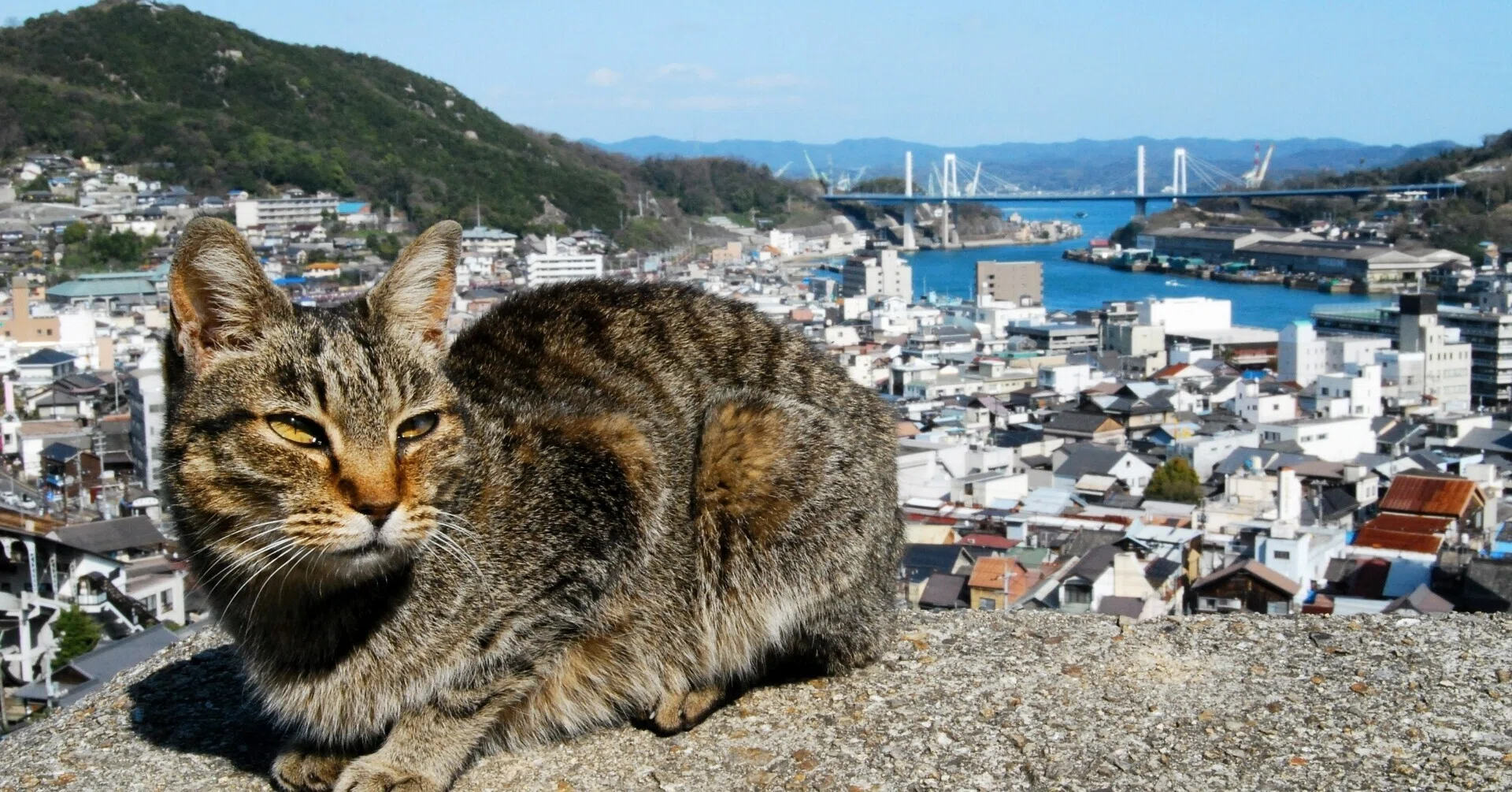 無料で尾道の風景写真を楽しめる公式サイト「おのみちや」｜宮地雄太