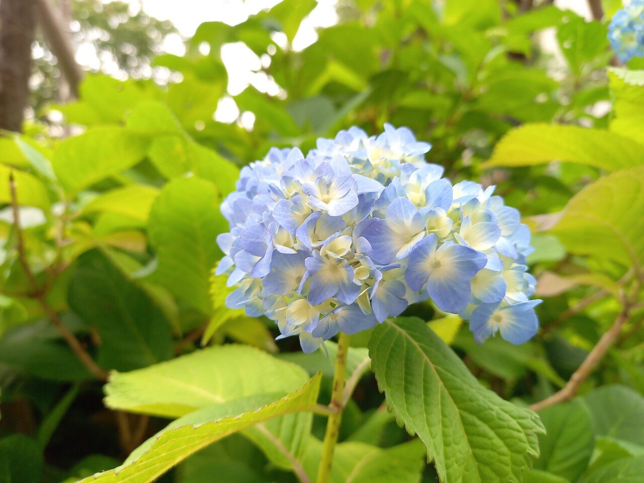 散策中に満開の紫陽花に遭遇しました 5月半ばで紫陽花がもうこんなに満開で色づいているとは 今年はホントにどの花も開花 が早いですね 柘榴 Note