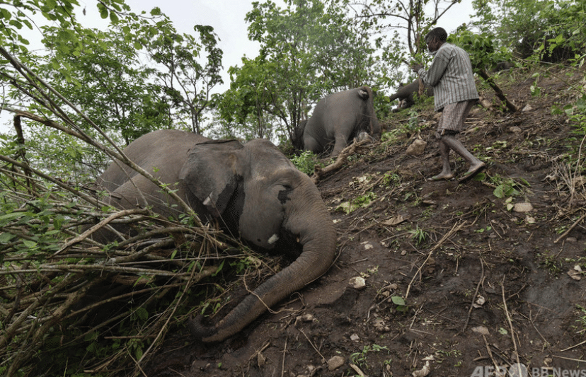 自然の猛威 落雷が原因か ゾウ18頭死ぬ インド北東部 北東部アッサム州中部のナガオン地域が暴風雨に見舞われた12日 森に雷が落ち ゾウ が死んだとみられる 野生のアジアゾウの約6割が生息するイ Katsu Nchiga Note