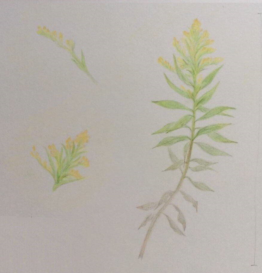 植物への新しいまなざし ゲーテ=シュタイナー的植物観察術 植物への新しいまなざし ゲーテ=シュタイナー的植物観察術