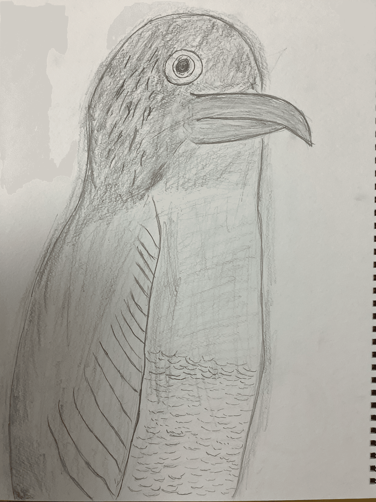 毎日アート 仮 鉛筆画 鳥 Otoart Note