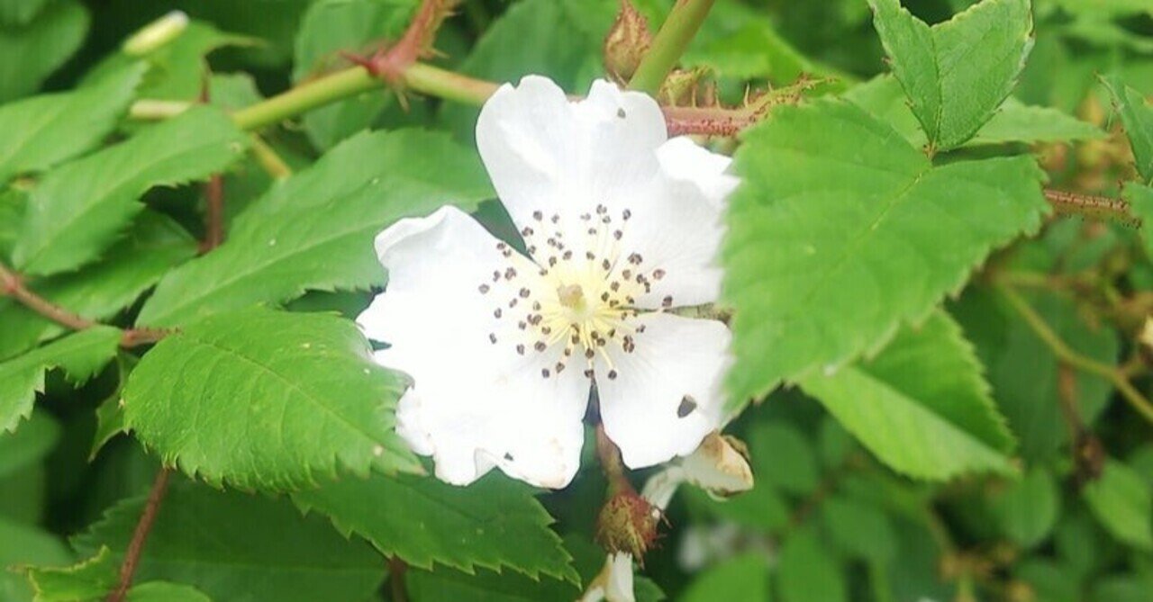 ノイバラ｜あおはくたき