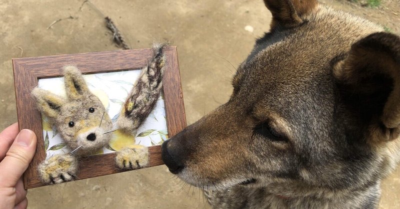 犬の抜け毛で犬毛フェルトを作った ゆんゆき Note 犬の抜け毛で犬毛フェルトを作った ゆんゆき Note