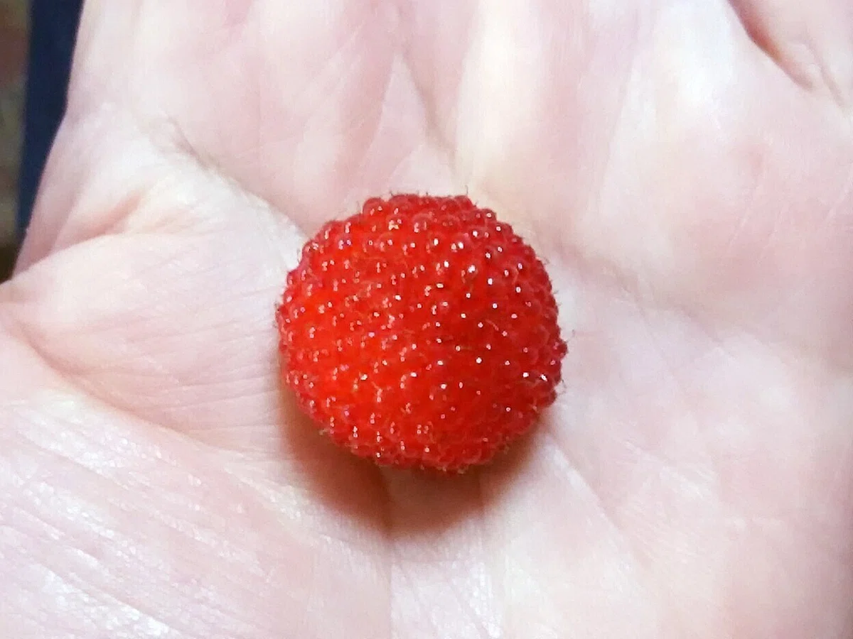 草イチゴ04