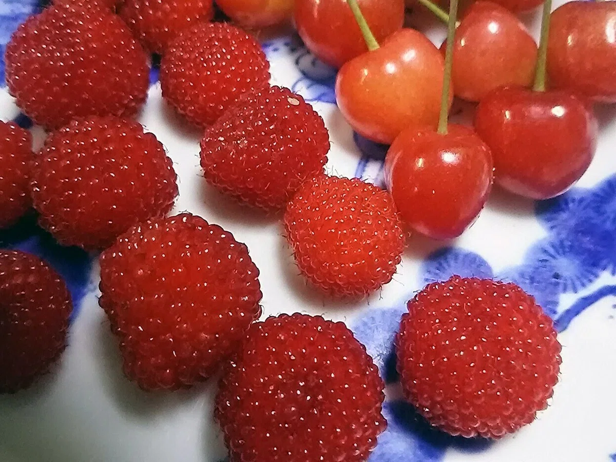 草イチゴ05