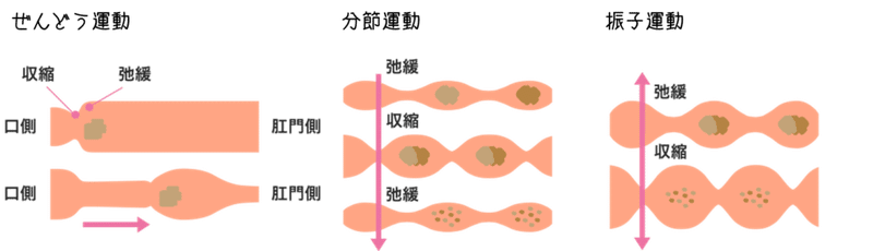 生理学 消化管の運動 小腸 大腸にかけて そーだい Note