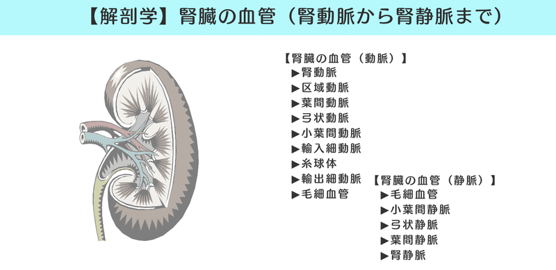 解剖学 図解 イラスト とゴロあわせで簡単に覚える 腎臓の血管 森元塾 国家試験対策 Note