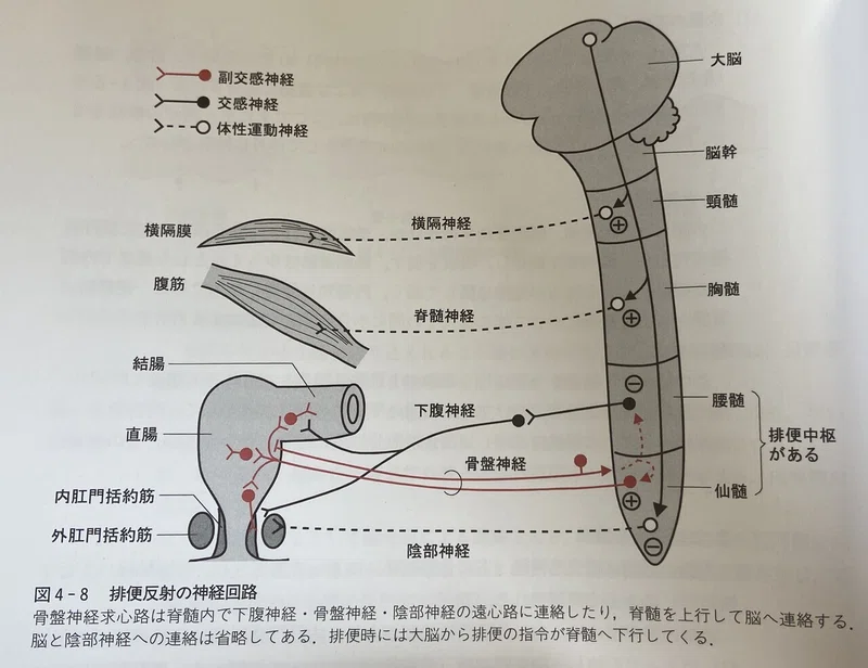 生理学 消化管の運動(小腸〜大腸にかけて)|そーだい