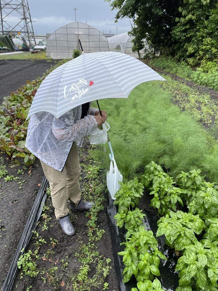 まぁまぁの雨降ってるけど、畑へgo