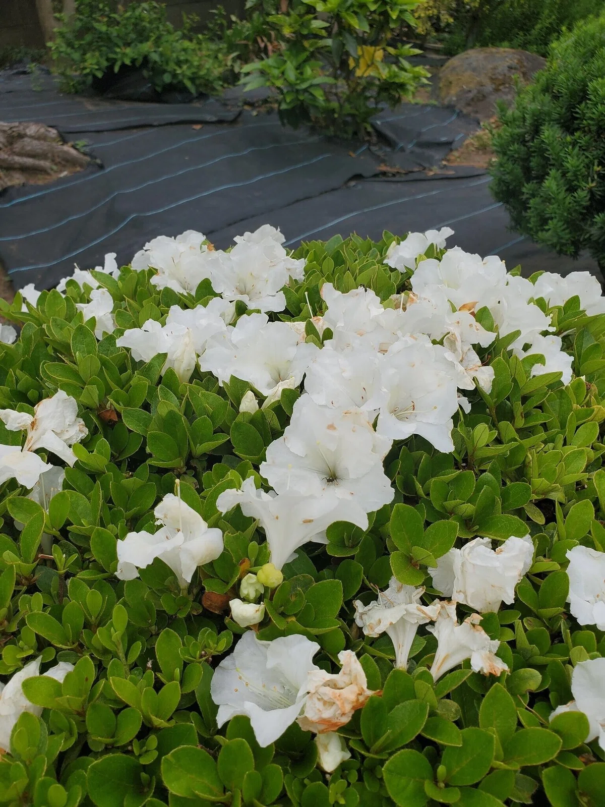 白椿