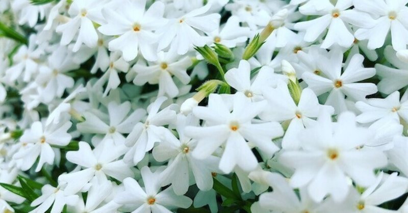 白の芝桜 の新着タグ記事一覧 Note つくる つながる とどける 白の芝桜 の新着タグ記事一覧 Note つくる つながる とどける