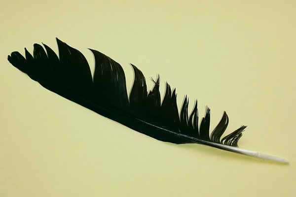 カラスの羽 の新着タグ記事一覧 Note つくる つながる とどける カラスの羽 の新着タグ記事一覧 Note つくる つながる とどける