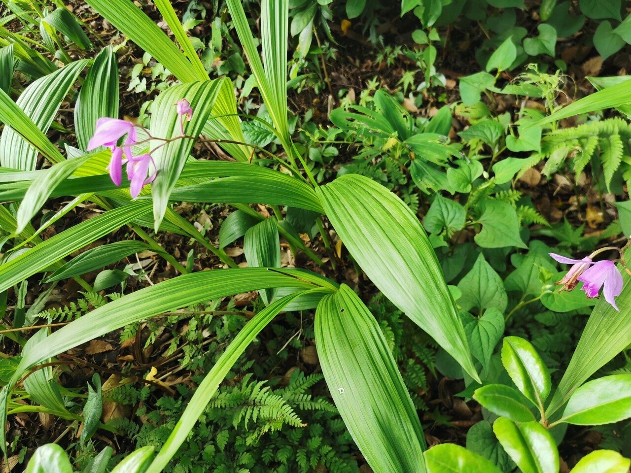 戦国時代の家紋に使われる花 石川 味季 Note 戦国時代の家紋に使われる花 石川 味季 Note