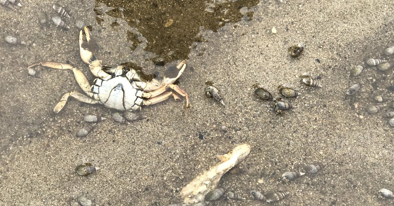 潮干狩りにいったよレポート In 室見川 けいちゃん Note 潮干狩りにいったよレポート In 室見川 けいちゃん Note