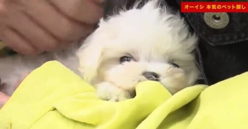 ピザラジ かわいい犬猫とおじさんが戯れる癒やし動画 を実況してみた その2 Yuri Note ピザラジ かわいい犬猫とおじさんが戯れる癒やし動画 を実況してみた その2 Yuri Note